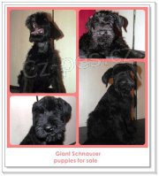 Kn�ra� velk� �ern�