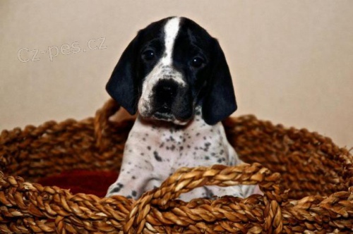 AUVERGN�SK� OHA�