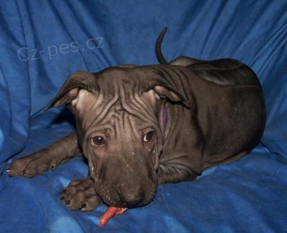 Thajsk� ridgaback - pejsci s PP