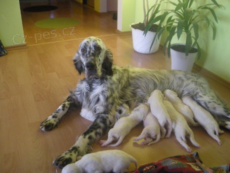 Anglick� setr - �t���tka s PP