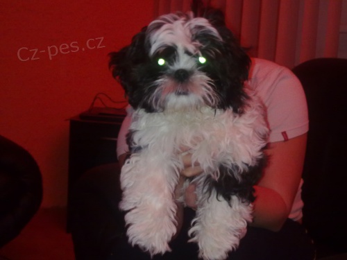 PROD�M SHIH-TZU