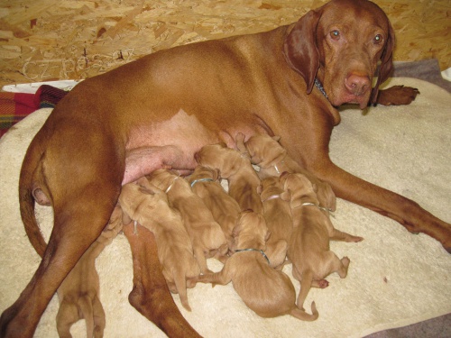 Prod�m �t���tka Ma�arsk�ho kr�tkosrst�ho oha�e