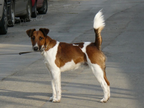 Foxteri�r hled� n�v�stu