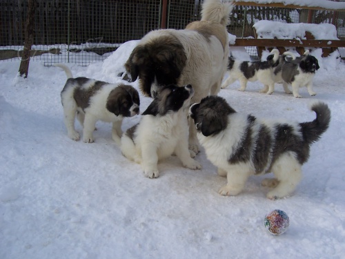 �T���TKA NA PRODEJ!!!