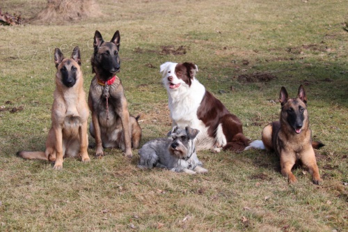 V�cvik �t���tek a ps�,