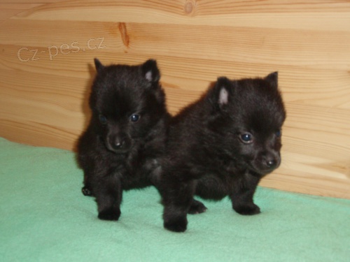 �t���tko �iperky  PP