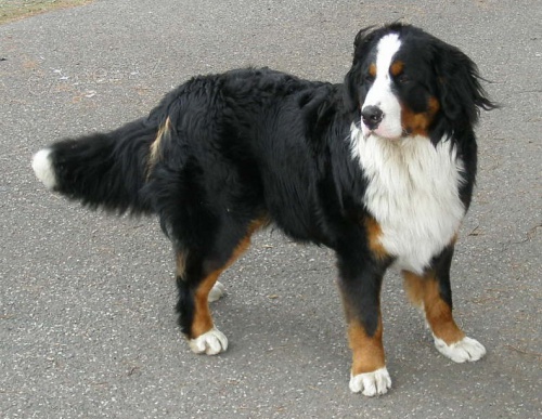 KRYT� Bernsk� sala�nick� 