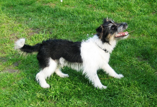 Hled� se ps� sle�na!!