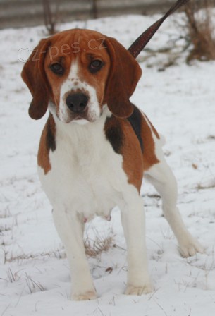  B�gl (beagle) Kessi �ek� na nov�ho p�ne�ka