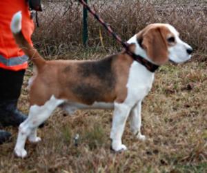B�gl (beagle) Bony �ek� na nov�ho p�ne�ka