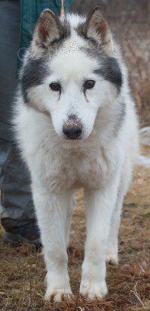 Hasky Bon �ek� na nov�ho p�ne�ka