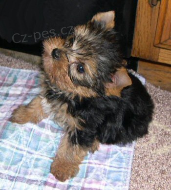 �t���tka jork,. teri�ra