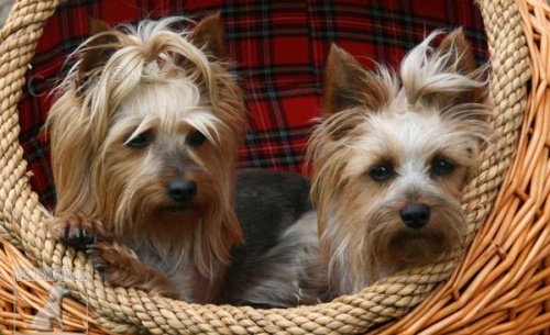 Koup�m fenku jork��rsk�ho teri�ra