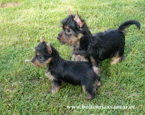 Australsk� silky teri�r �t���tka