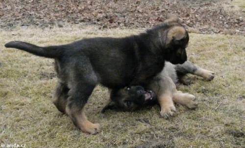 N�MECK� OV��K - �T��ATA PRACOVN� KRVE