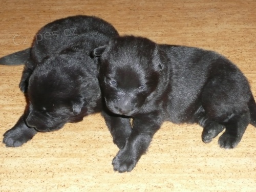 Pracovn� �t��ata s PP