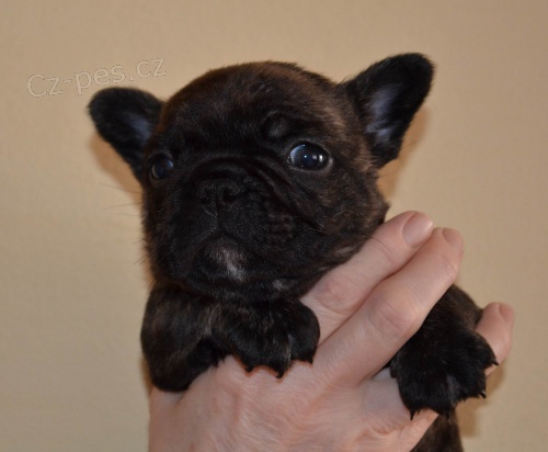 Francouzsk� buldo�ek s PP