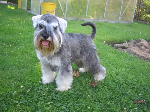 Prodej �t��at Kn�ra� mal� pep� a s�l