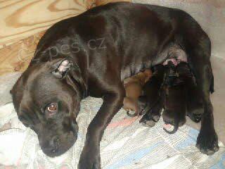 Zad�m Americk�ho Pitbullteri�ra