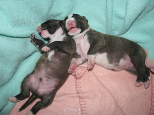 �t���tka Miniaturn�ho bullterriera -minibul�k