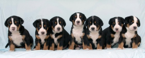 �t�n� vhodn� k d�tem Velk� �v�carsk� sala�n�k