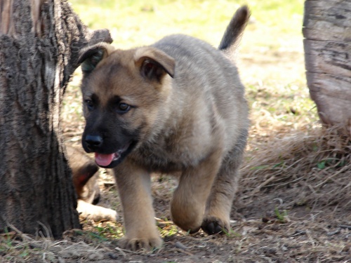 N�meck� ov��k