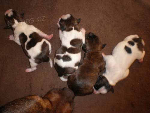 stafordsirsky bullterier s PP