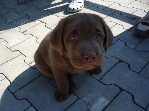 Labradorsk� retr�vr s PP , LABRADOR, �T�N�