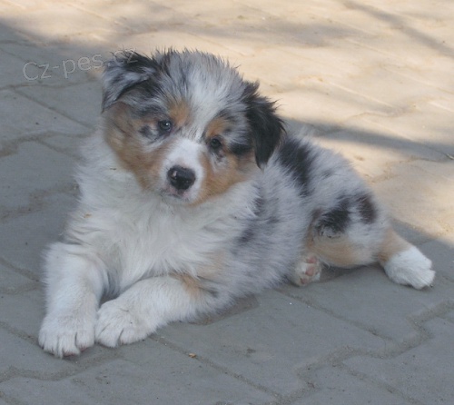 Border kolie - pejsci s PP