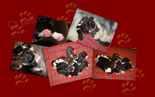 �t��ata Bearded kolie