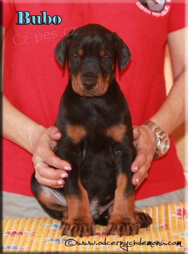 �t��ata Dobrman�