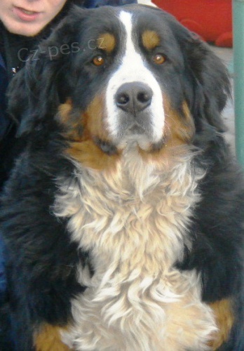 ڞasn� kr�sn� �t���tka