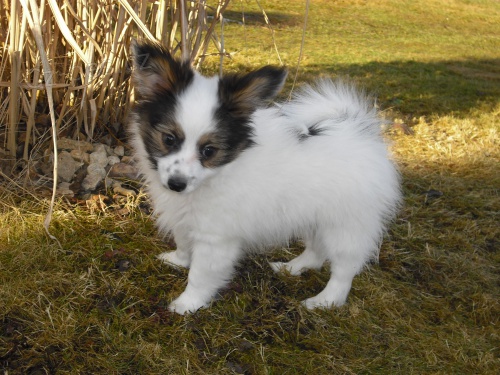 Prod�m  pejska papillona s PP