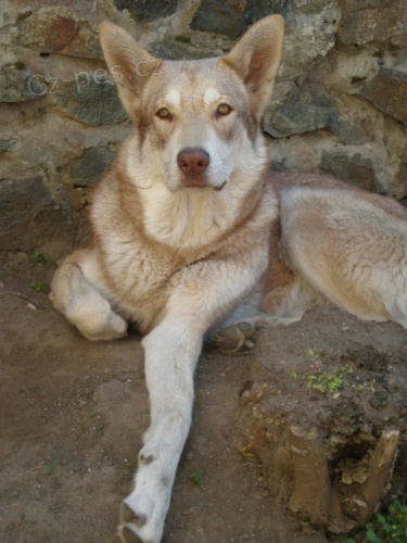 Saarloos�v Vl��k