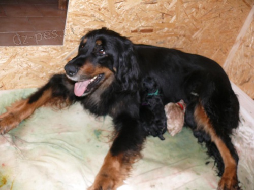 Prod�m �t��ata Hovawart s PP