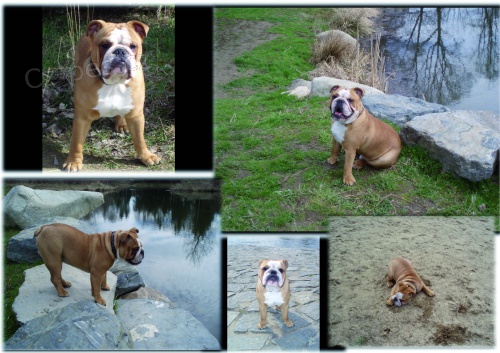 ANGLICK� BULDOG - nab�dka kryt�