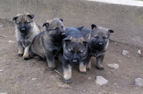 N�meck� ov��k s PP psi