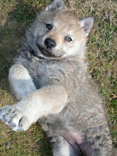 Fenka ihned k odb�ru