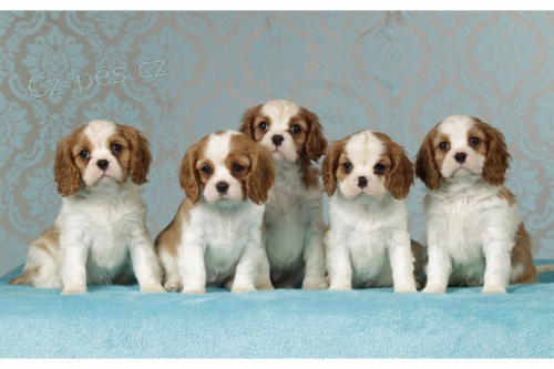 kavalir king charles �panel