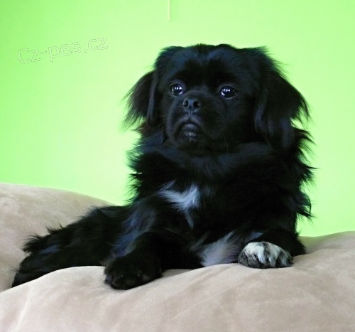 Prod�m fenku tibetsk�ho �pan�la