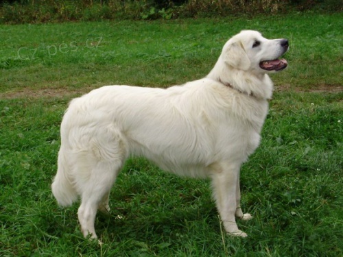 Slovensk� �uva� - �t��ata s PP