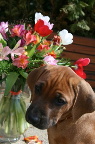 �t�n� Rhod�sk� Ridgeback s PP