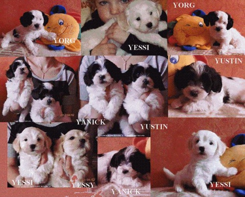 Havansk� ps�k s PP - bi�onek havansk�-pejsci a fenka