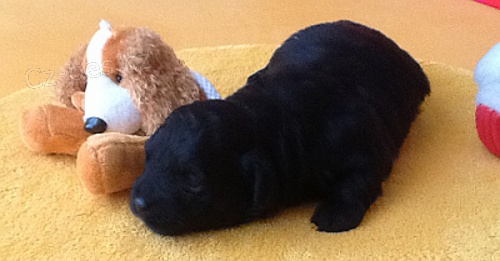 bolonka - �istokrevn� pejsci narozeni 25.3.2012 