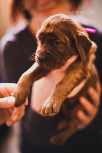 �t���tka s PP