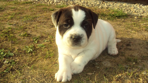 Staford��rsk� bulterier s PP