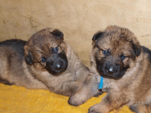 N�meck� ov��k �t��ata s PP