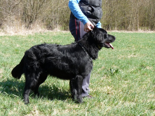 �ern� pes s PP ke kryt�