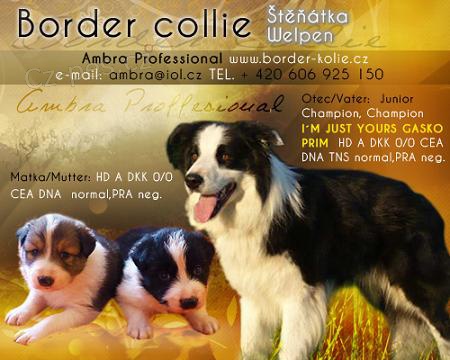Border kolie - �t���tka s PP