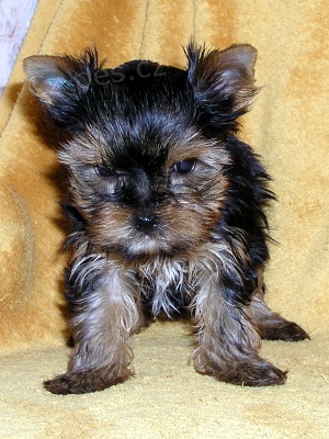 �t��ata jork��ra